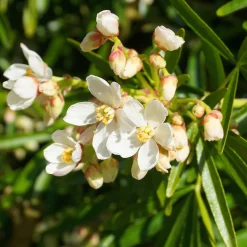 Oranger du Mexique Aztec Pearl - Deux floraisons, un parfum fou