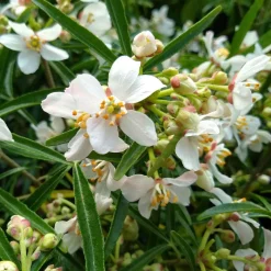Oranger du Mexique Aztec Pearl - Deux floraisons, un parfum fou