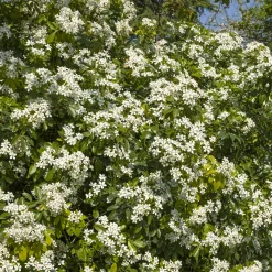 Oranger du Mexique - Un parfum d'agrumes au jardin