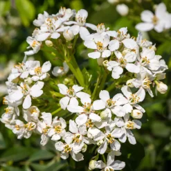 Oranger du Mexique - Un parfum d'agrumes au jardin