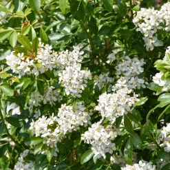 Oranger du Mexique - Un parfum d'agrumes au jardin