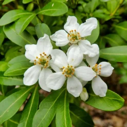 Oranger du Mexique - Un parfum d'agrumes au jardin