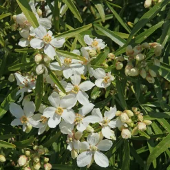 Oranger du Mexique White Dazzler ® - Deux floraisons parfumées