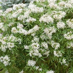 Oranger du Mexique White Dazzler ® - Deux floraisons parfumées