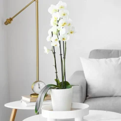 Orchidée blanche - Fleurs blanches toute l'année