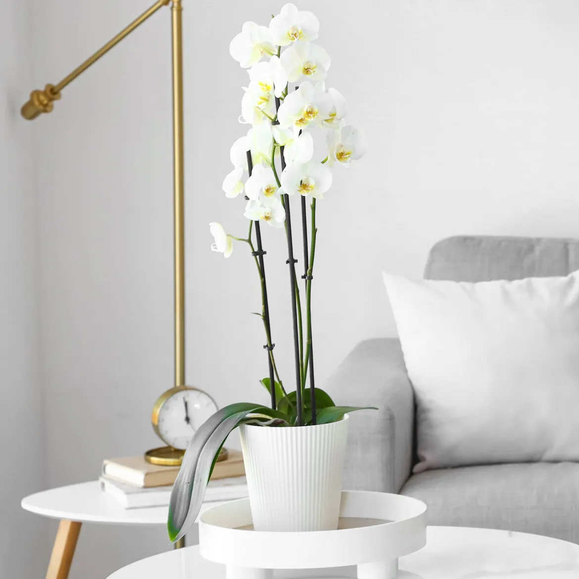 Orchidée blanche - Fleurs blanches toute l'année