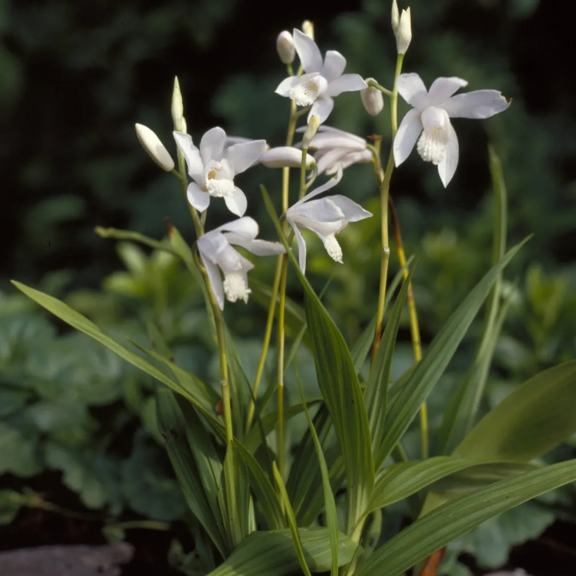 Orchidée Jacinthe Alba - L'orchidée qui brave l'hiver