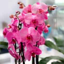 Orchidée rose - Fleurs roses toute l'année
