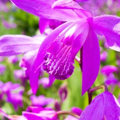 2 Orchidées Jacinthe - L'orchidée qui pousse au jardin