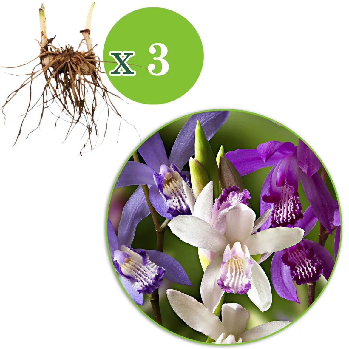 3 Orchidées Jacinthes en mélange - L'orchidée qui pousse au jardin
