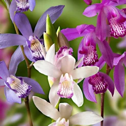 3 Orchidées Jacinthes en mélange - L'orchidée qui pousse au jardin