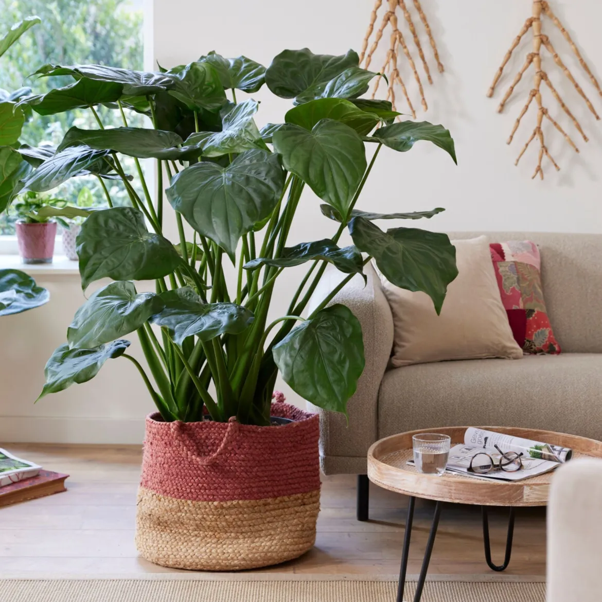 Oreille d'éléphant naine - Alocasia - Feuillage brillant garanti