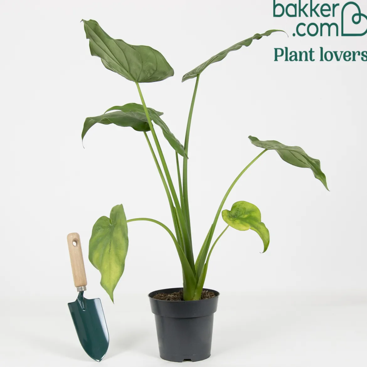 Oreille d'éléphant naine - Alocasia - Feuillage brillant garanti