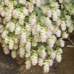Origan Kent Beauty - Cascade rose tout l'été