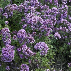 Origan Rosenkuppel - Bordure fleurie et pleine d'abeilles
