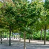 Orme de Sibérie - Zelkova serrata - Ombre et couleurs garanties