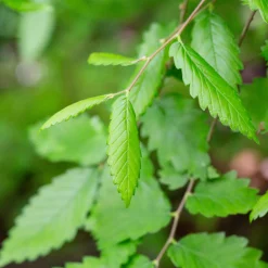 Orme de Sibérie - Zelkova serrata - Ombre et couleurs garanties