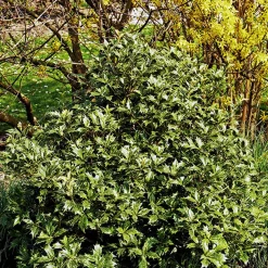 Osmanthe à feuilles variables - Un parfum qui fleurit en hiver