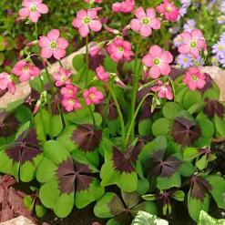 50 Oxalis deppei Iron Cross - Le trèfle porte-bonheur