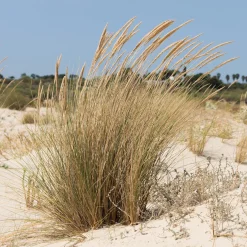 Oyat Roseau des sables - L'esprit dune chez vous