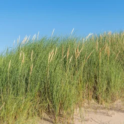 Oyat Roseau des sables - L'esprit dune chez vous