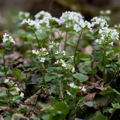 Pachyphragma macrophyllum - Le tapis blanc de l'ombre