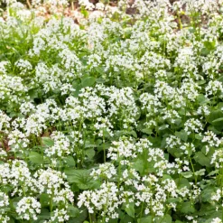 Pachyphragma macrophyllum - Le tapis blanc de l'ombre