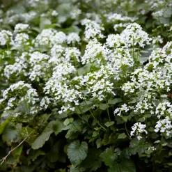 Pachyphragma macrophyllum - Le tapis blanc de l'ombre