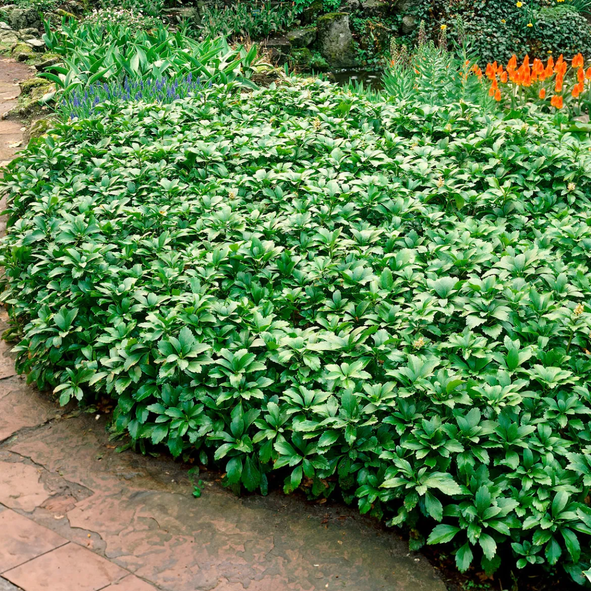 Pachysandre Green Carpet - Tapis vert sans effort