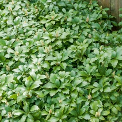 Pachysandre Green Carpet - Tapis vert sans effort