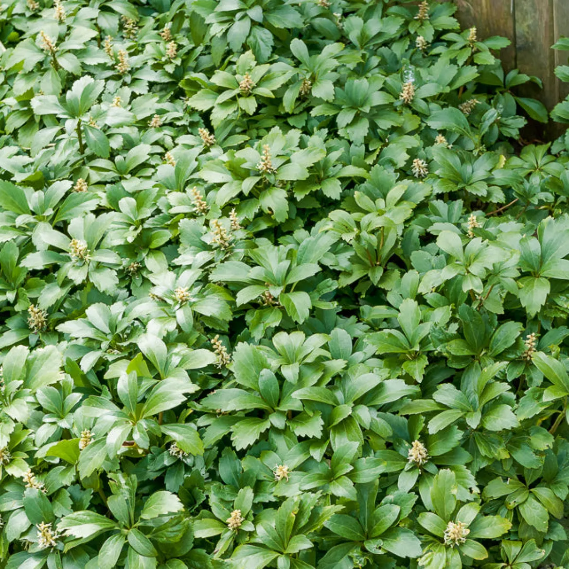 Pachysandre Green Carpet - Tapis vert sans effort