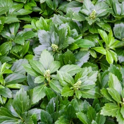 Pachysandre Green Carpet - Tapis vert sans effort
