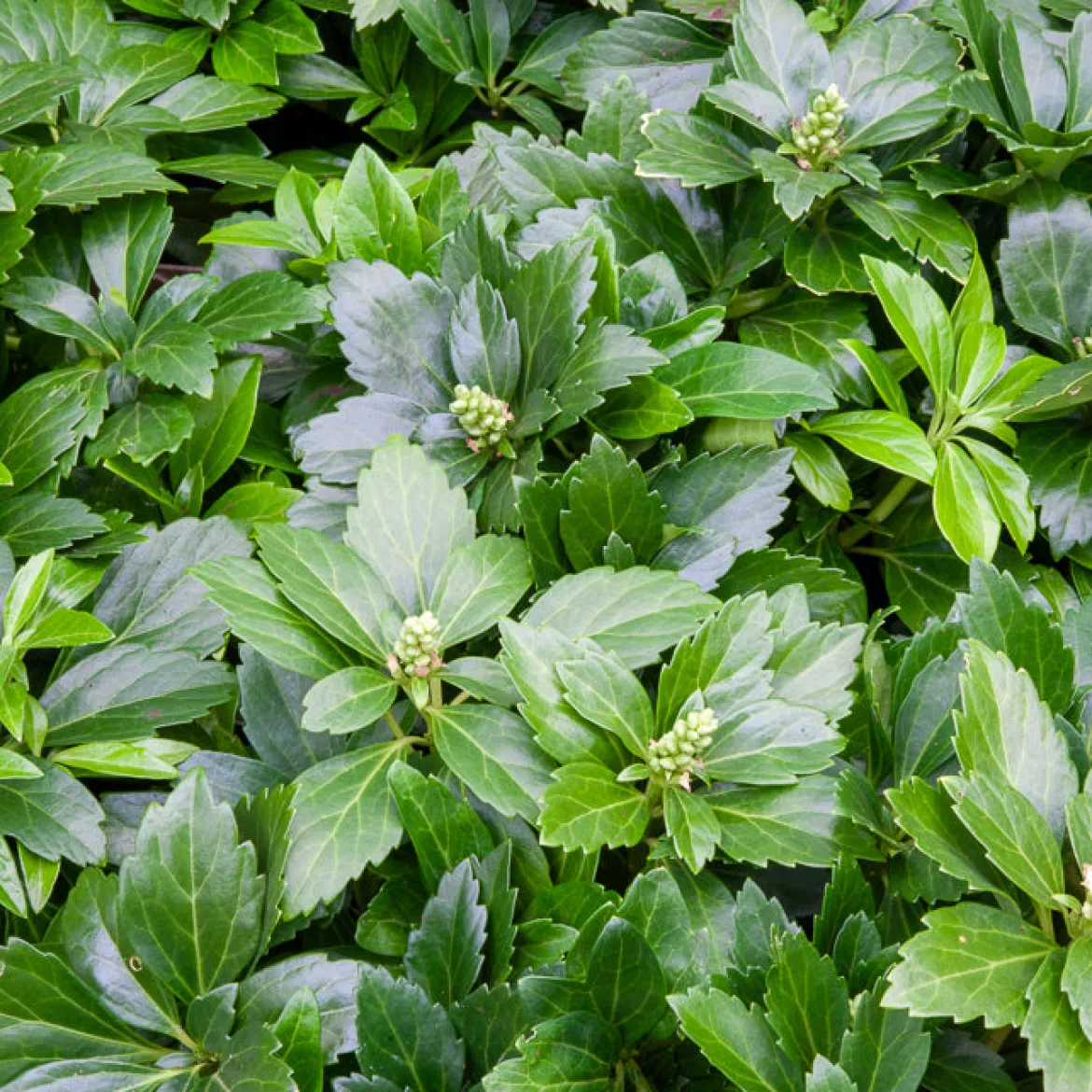 Pachysandre Green Carpet - Tapis vert sans effort