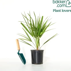 Palmier de jardin - Un air de vacances chez vous