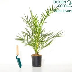 Palmier des Canaries - L'esprit vacances chez vous