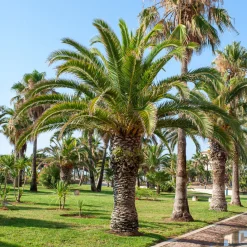 Palmier des Canaries - L'esprit vacances chez vous