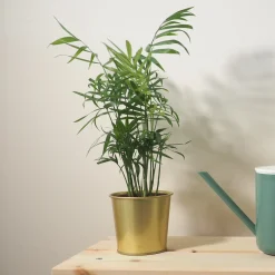 Palmier des montagnes - La jungle chez vous