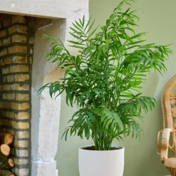 Palmier des montagnes - La jungle chez vous