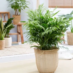 Palmier des montagnes - La jungle chez vous