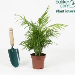 Palmier des montagnes - La jungle chez vous