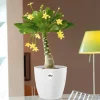 Palmier Hawaien + Cache pot blanc 14cm. - Élégance tropicale en blanc