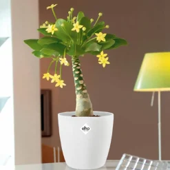 Palmier Hawaien + Cache pot blanc 14cm. - Élégance tropicale en blanc