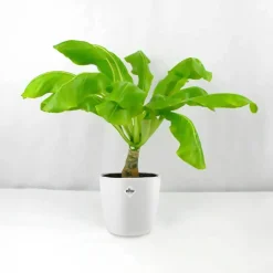 Palmier Hawaien + Cache pot blanc 14cm. - Élégance tropicale en blanc