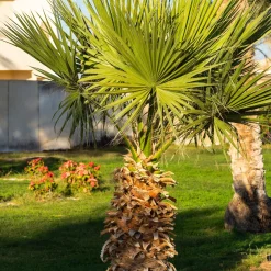 Palmier à jupon du Mexique - Un air de vacances au jardin