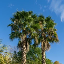 Palmier à jupon du Mexique - Un air de vacances au jardin
