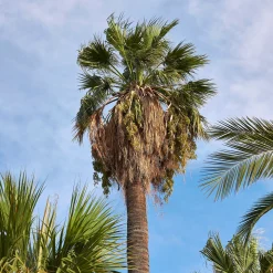 Palmier à jupon - L'esprit Californie chez vous