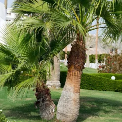 Palmier à jupon - L'esprit Californie chez vous