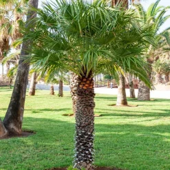 Palmier à jupon - L'esprit Californie chez vous