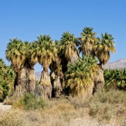 Palmier à jupon - L'esprit Californie chez vous