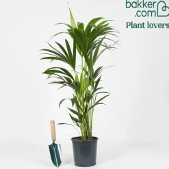 Palmier Kentia Howea forsteriana - L'élégance sans effort